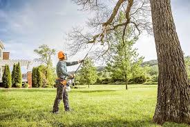 How Our Tree Care Process Works  in  Scranton, PA